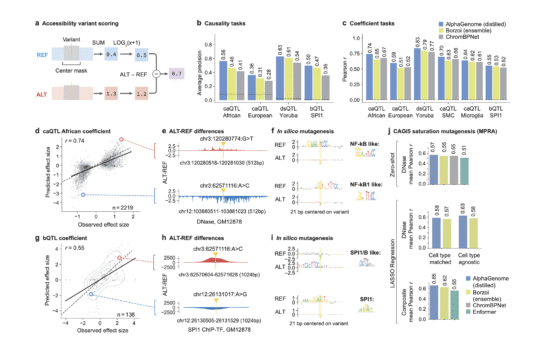 Google DeepMind Releases AlphaGenome: A Deep Learning Model that can more Comprehensively Predict the Impact of Single Variants or Mutations in DNA