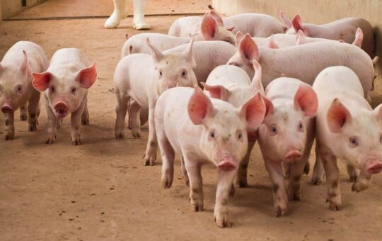 US Seeks Forfeiture of $14.2B Bitcoin Linked to Pig-Butchering Kingpin Chen Zhi