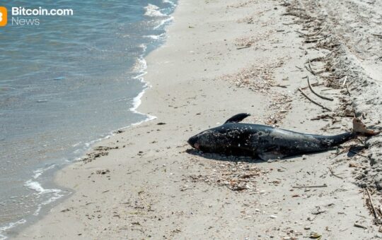 Aqua Wallet Suspends Dolphin Card Program After Provider Issue