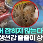 [AI뉴스] 오징어 잡히지 않는다 횟값·생선값 줄줄이 상승