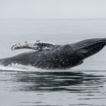 Bitwise Buys Another 77,097 HYPE Worth $5.18 Million as ETF Buyback Strategy Ramps Up