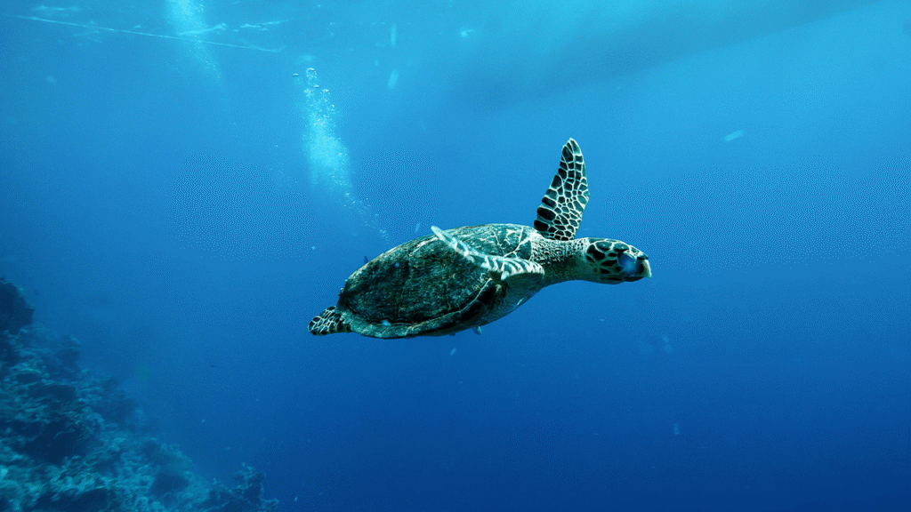 China Warns of 'Spy Turtles' Fitted With Sensors in Its Territorial Waters