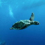 China Warns of 'Spy Turtles' Fitted With Sensors in Its Territorial Waters