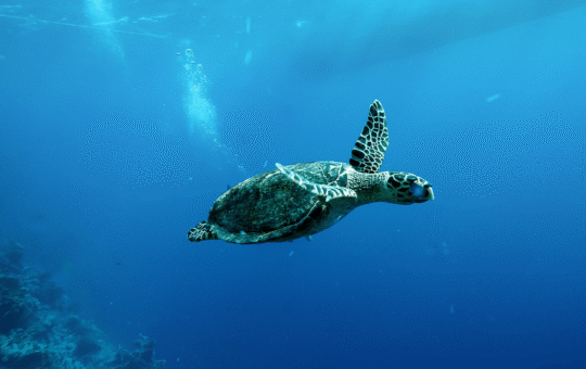 China Warns of 'Spy Turtles' Fitted With Sensors in Its Territorial Waters