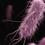 Stanford Evo 2 AI model generates phages against E. coli