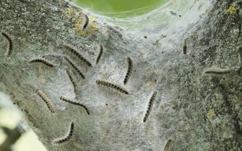 Oak Trees Have a Sneaky Trick to Starve the Caterpillars Eating Them
